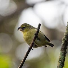 A Kiwikiu, a yellowish bird with a hooked beak, sits on a small branch.