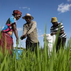 A life-changing fertilizer for rural farmers in Kenya