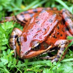Close up of gleaming red-legged frog on grass
