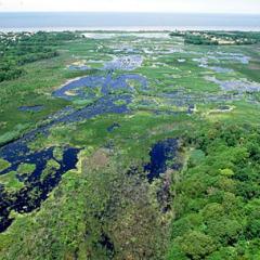 Wetlands in Cape May, New Jersey