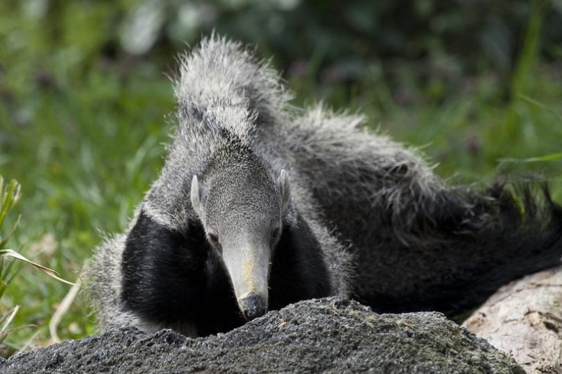 A giant anteater at the Smithsonian National Zoo. Photo: Smithsonian National Zoo / Flickr
