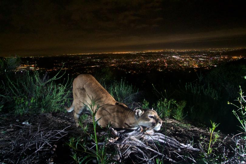 An uncollared adult female mountain lion is "cheek-rubbing," leaving her scent on a log. A few days later, P-41 (the adult male) came by and took notice. Taken in the Verdugo Mountains with Glendale and the skyscrapers of downtown L.A. in the background. Alt text and image by the National Park Service Santa Monica Mountains.