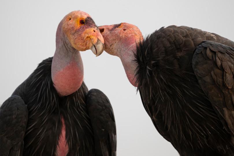 A close-up shot of two condors. They are large birds with pink, yellow and grey bald heads, and black feathered bodies. The one on the left is facing the camera. The one on the right is rubbing its head on the side of the other condor's head.