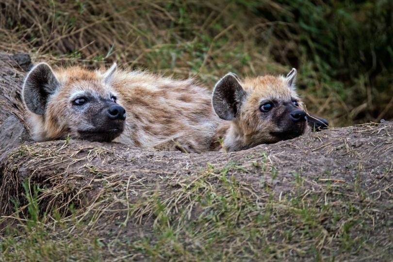 Two young hyenas rest looking out of a den.