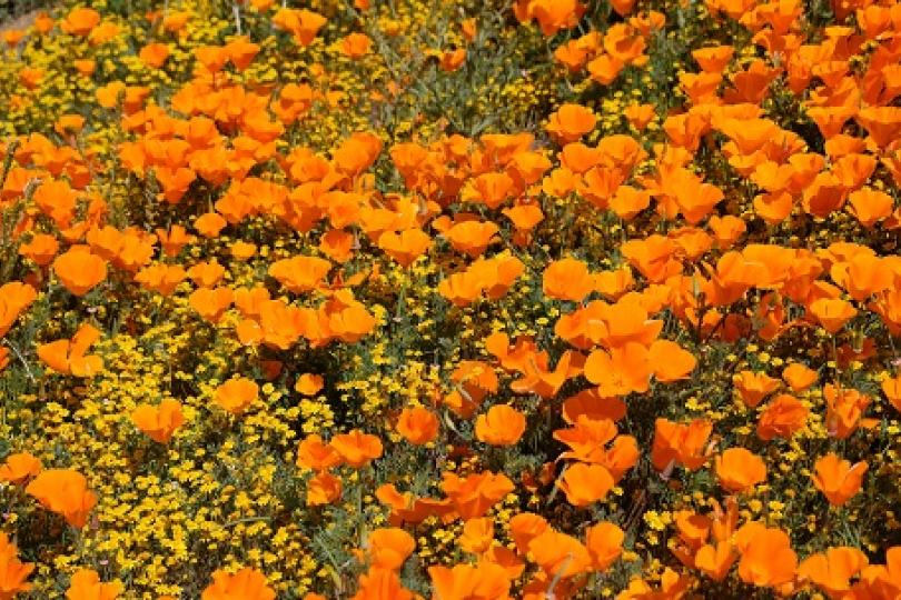 Saving the Super Bloom: Why California’s Wildflowers Are Under Siege