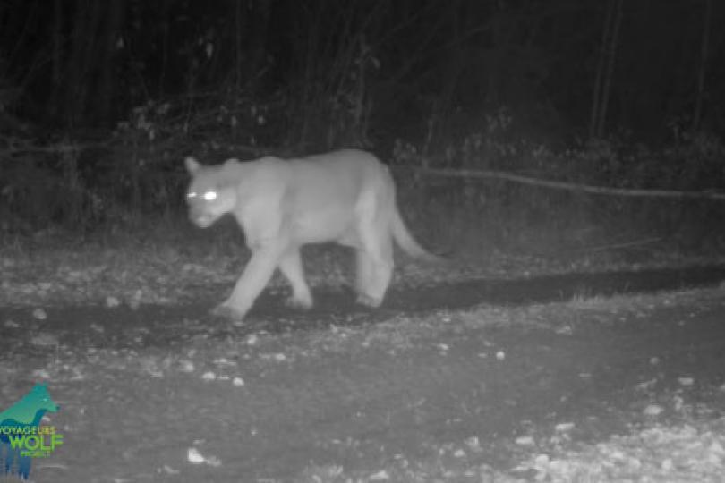 Black and white trail camera photo of mountain lion walking along dirt tire tracks in a forest at night