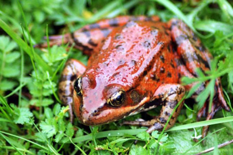 Close up of gleaming red-legged frog on grass