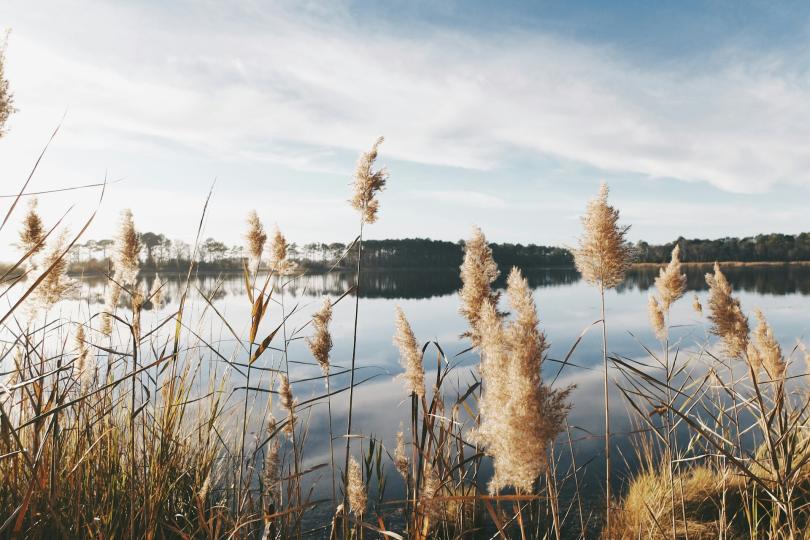 A calm lake is in the background under a blue sky with white clouds, seen through brown grass stems.
