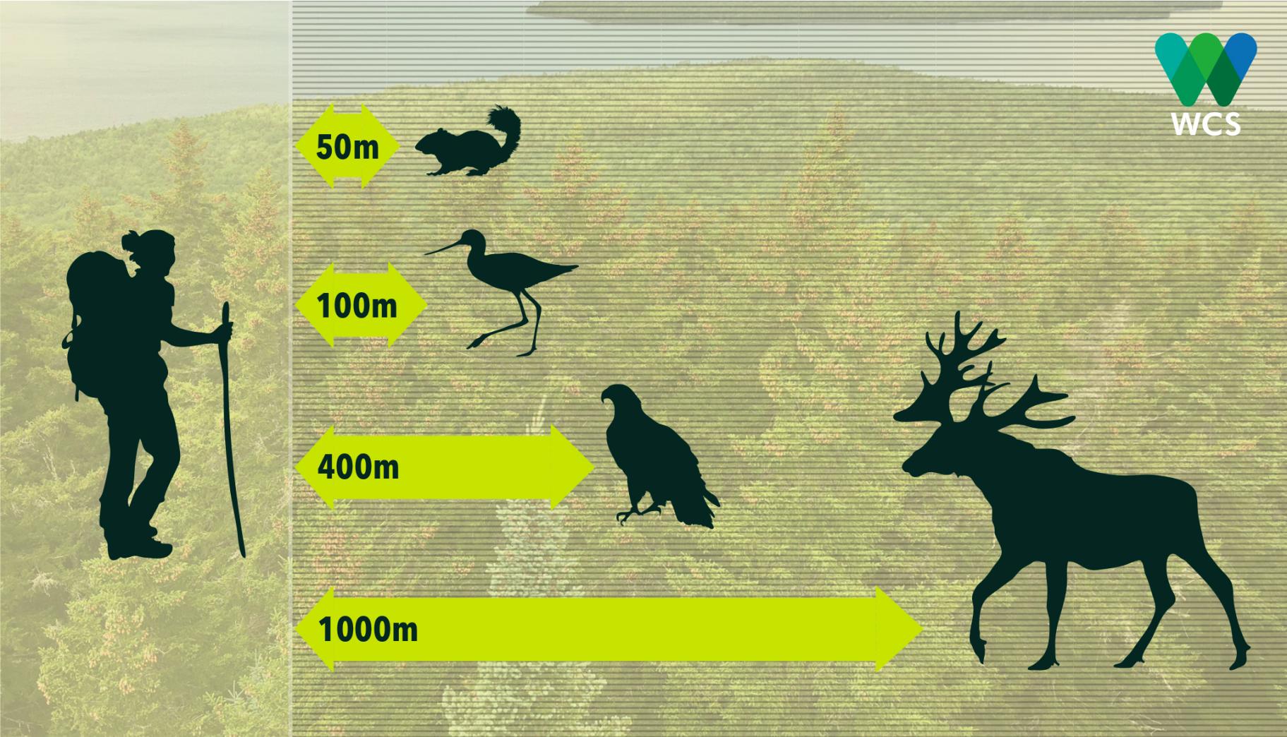 A graphic from the report showing the relative distances from a hiker that wildlife are disturbed.
