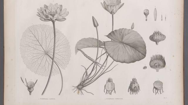 A black and white illustration of lotus plants from the New York Library’s rare book collection. 