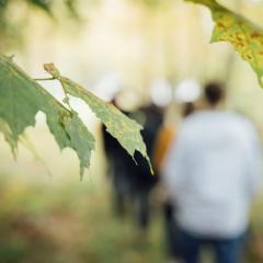 Green and yellow maple leaves are in the foreground of Switzer Fellows walking away in the background