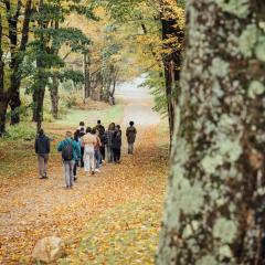 A line of people walk through a forest with autumn foliage.