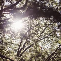 Sunlight filtering through tree branches