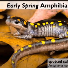 A spotted salamander rests on top of yellow leaves. Text reads “Early Spring Amphibians” above the salamander and “spotted salamander, Ambystoma maculatum” in the bottom right corner of the image. 
