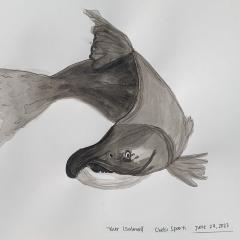 A black and white illustration of Nur (salmon) by Chelsi Sparti
