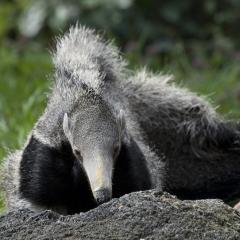 A giant anteater at the Smithsonian National Zoo. Photo: Smithsonian National Zoo / Flickr