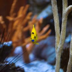 A bright yellow fish with bright blue lips swims at an angle between coral pieces in an aquarium