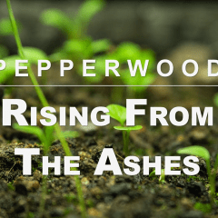 "Pepperwood: Rising from the Ashes" against a backdrop of small green plants sprouting out of brown earth.