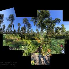 A collage of different photos put together to create a landscape of trees and understory, including soil samples, trees, shadows, a child, blueberries, acorns and pinecones. 