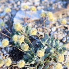 A close up Tiehms buckwheat