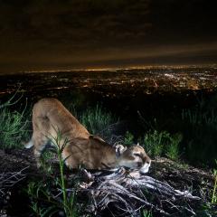 An uncollared adult female mountain lion is "cheek-rubbing," leaving her scent on a log. A few days later, P-41 (the adult male) came by and took notice. Taken in the Verdugo Mountains with Glendale and the skyscrapers of downtown L.A. in the background. Alt text and image by the National Park Service Santa Monica Mountains.