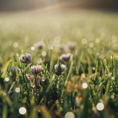 Sunshine on a closeup of dewy grass and white clover