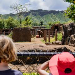 The backs of two kids' heads, who are looking over a fence at an elephant in an outdoor zoo enclosure