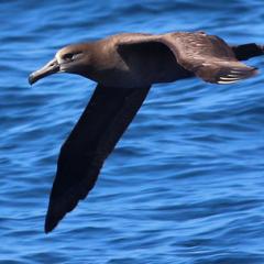 Working Group Re-Assessing Pacific Albatross Population Status