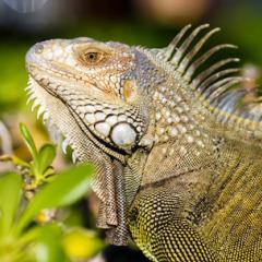 Green Iguana against a background of plants