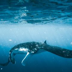 an underwater photo of a manta ray swimming just under the surface of the water, seen from the front.