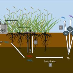 A graphic shows some marsh plants, soil, and test equipment, with arrows portraying the movement of N through the soil and out into the atmosphere. See the paper for a full description. 