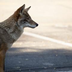 Profile view of a coyote looking across a paved road