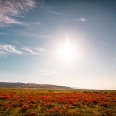 A landscape of blooming orange flowers with hills and a sunny blue sky in the background. 