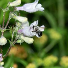 A bumblebee enters a white and light purple tubular flower.
