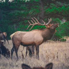 A herd of elk stand in tall brown grass in front of green trees. A male elk bugles. 