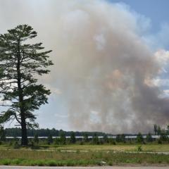 A large pine tree and a grassy field are seen from a roadside, with smoke billowing into a blue sky in the background.