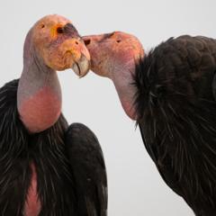 A close-up shot of two condors. They are large birds with pink, yellow and grey bald heads, and black feathered bodies. The one on the left is facing the camera. The one on the right is rubbing its head on the side of the other condor's head.