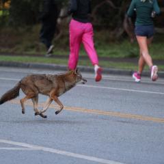 A coyote runs across a street near pedestrians in Golden Gate Park, San Francisco. Photo credit: Stephen Riffle [Twitter: @EyaSpectre]