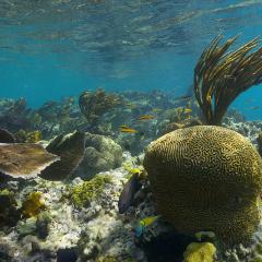 An underwater photo of a coral reef in Culebra, Puerto Rico. 