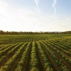 Accessible data for climate-smart agriculture