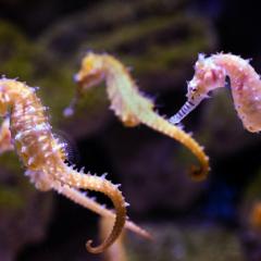 A herd of five translucent yellow and pink seahorses lit with blueish light against a blurry background of rocks and aquarium plants