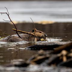A beaver swims while holding a stick with lots of branches in its mouth, approaching an out of focus beaver dam in the foreground. 