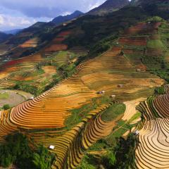 Rice terraces follow the contours of northwest Vietnam's dramatic terrain.