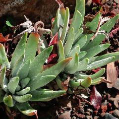 Dudleya virens by John Rusk / Flickr