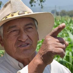 Alexander Eaton: Mexican farmers are turning cow pies into proverbial gold