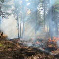 A prescribed burn in a forest in Goldendale, Washington. 