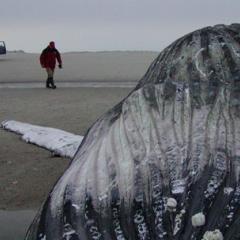 Employing science to safeguard marine life with GLORES