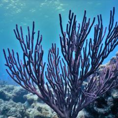 Coral reef in the Florida Keys