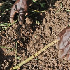 Getting Real About Climate Change and Agriculture