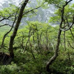 Robert Heilmayr: Market-based conservation programs slow deforestation in Chile